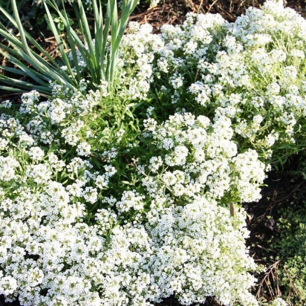 Alyssum seeds «Snow carpet»