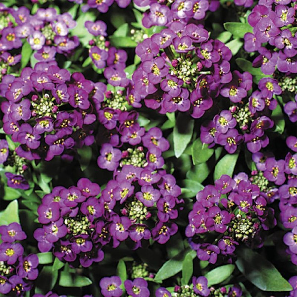 Alyssum seeds «Eastern night»