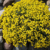 Alyssum seeds «Golden pollen»
