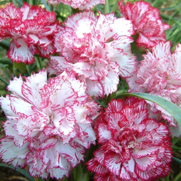 Carnation seeds «Striped mix»