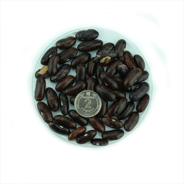 Bean seeds «Black Pied»