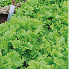 Salad seeds «Curly green»