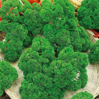 Parsley seeds «Triplex»