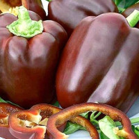 Sweet pepper seeds «Chocolate»