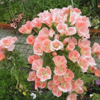 Godetia dwarf seeds «Princess»