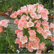 Godetia dwarf seeds «Princess»