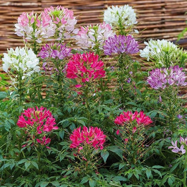 Cleome seeds «Mix»