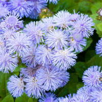 Ageratum seeds «Blue lagoon»