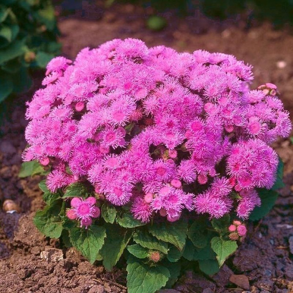 Ageratum seeds «Pink Ball»