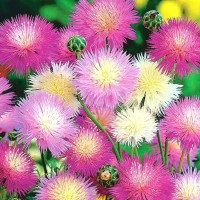 Насіння волошки «Імператорська суміш»