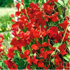 Sweet pea seeds «Cennet»