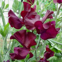 Sweet pea seeds «Beaujolais»