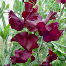 Sweet pea seeds «Beaujolais»