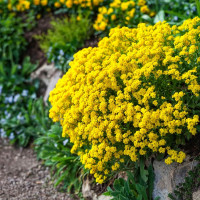 Mountain alyssum seeds