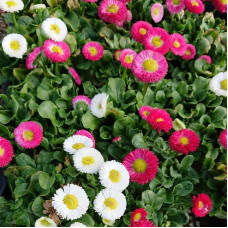 Bellis seeds «Super Enorma Mix»