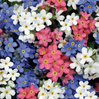 Alpine forget-me-not seeds «Mix»