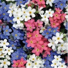 Alpine forget-me-not seeds «Mix»