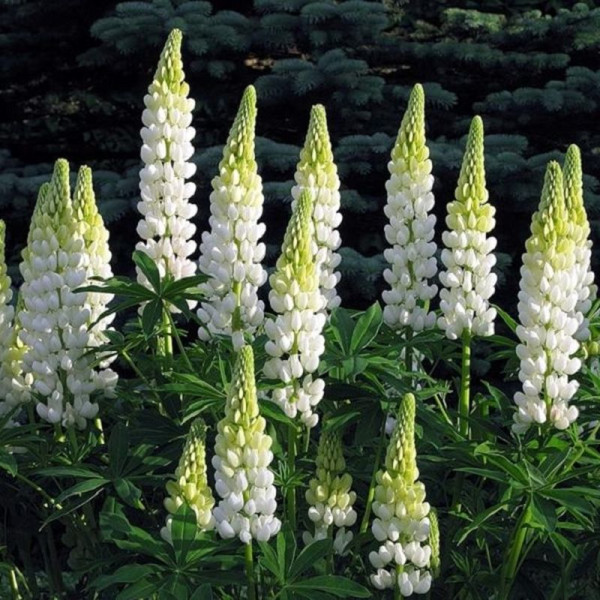 Lupine seeds «White flame»