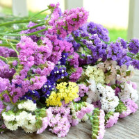Limonium (statice)  seeds «Mix»