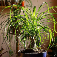 Nolina seeds «Bottle tree»