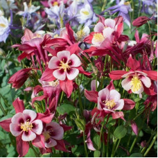 Columbine dwarf seeds (mix)