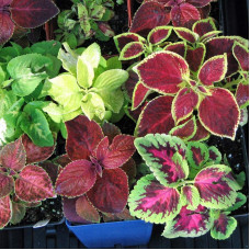 Coleus bloom seeds (mix)