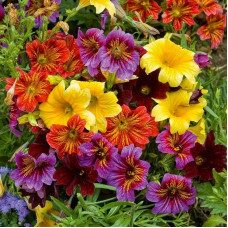 Salpiglossis seeds «Mix»