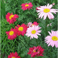 Hybrid pyrethrum seeds (mix)