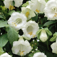 Cobaea seeds «White»