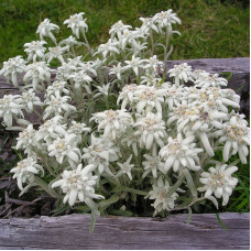 Alpine edelweiss seeds