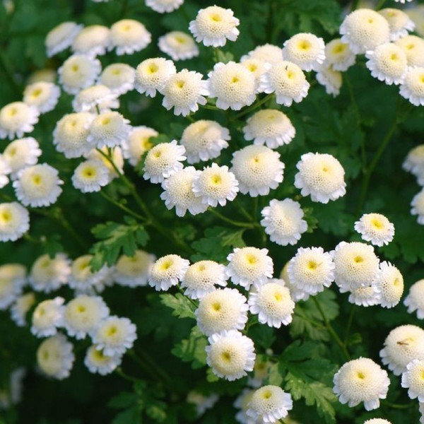 Pyrethrum seeds «Terry»