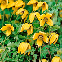 Clematis seeds «Tangut»