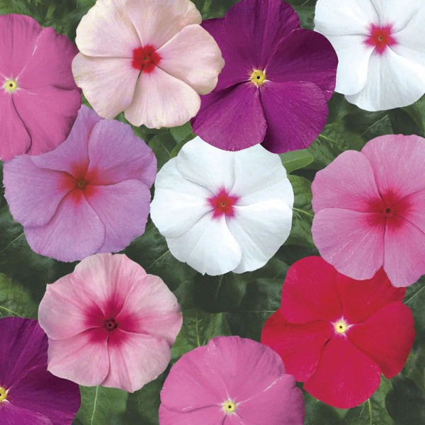 Vinca seeds «Mix»