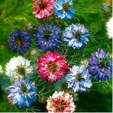 Nigella damascena seeds