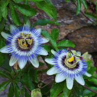 Семена пассифлоры «Кавалерийская звезда»