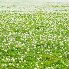 White clover seeds «Rivendel»