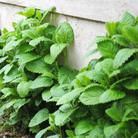 Lemon balm seeds