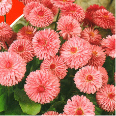 Bellis seeds «Monterossa»