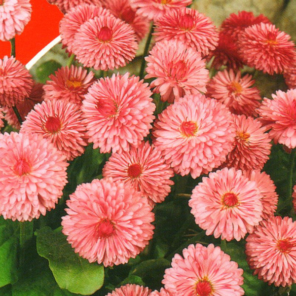 Bellis seeds «Monterossa»