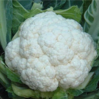 Cauliflower seeds «Snowball»