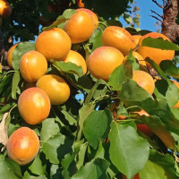 Apricot seeds «Kalirovka»