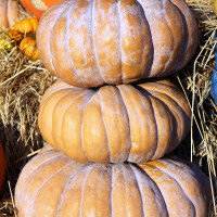 Насіння гарбуза «Бальзам»