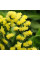 Насіння лимоніума жовтого (статиця, кермек)