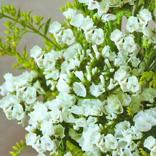 Limonium white (statice) seeds