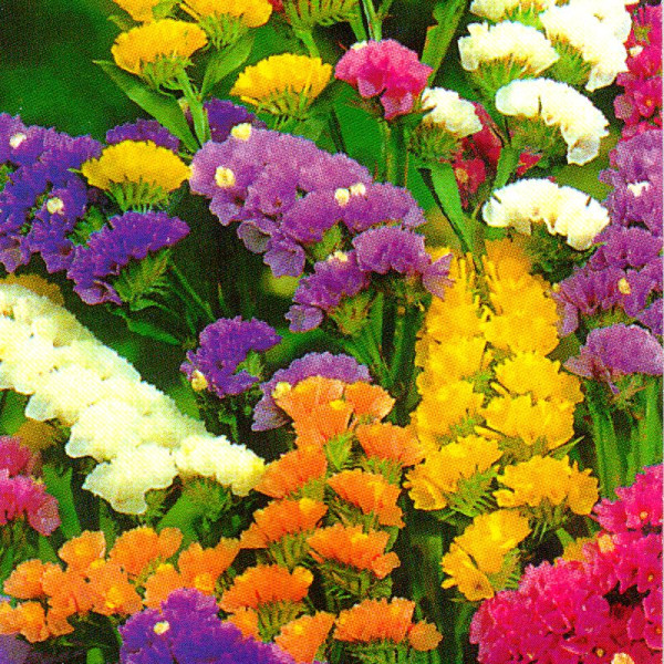 Limonium seeds «Bright mix»