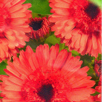 Насіння календули «Рожевий сюрприз»