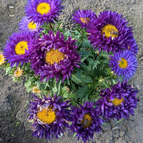 Aster seeds «Anastasia»