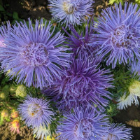 Aster seeds «Autumn evening»