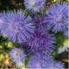 Aster seeds «Autumn evening»