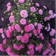 Aster seeds «Festive»